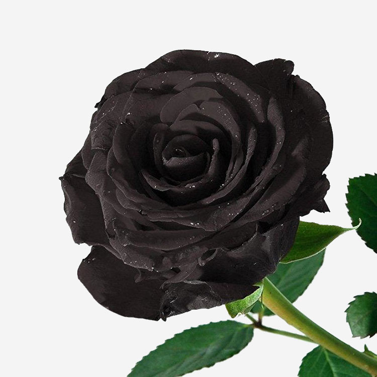 Саженцы черной розы. Черные розы Халфети. Черные розы Голландия.